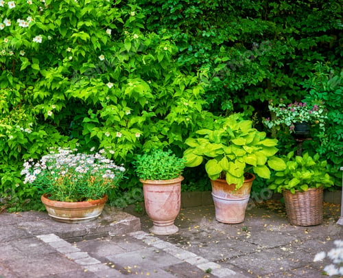 Preview: My garden