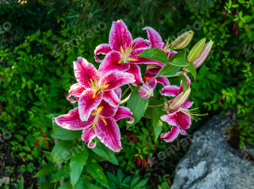 Preview: A Close-Up Shot Of Red Spotted Flowers.