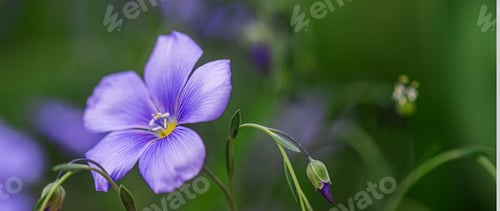 Preview: Close up of blue flax flower Linum usitatissimum