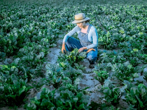 Preview: A Latina farmer checks on the state of her crops in her orchard at sunset.