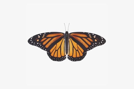 Preview: Detailed Monarch Butterfly