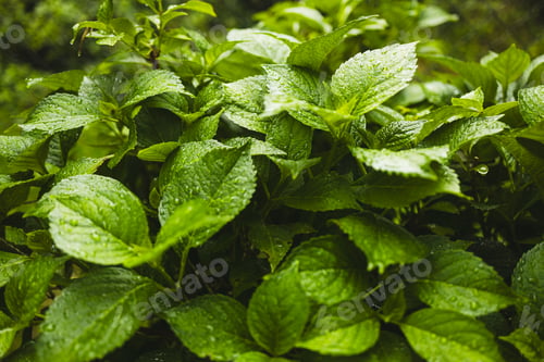 Preview: Plants or trees with green leaves growing on the ground and green nature background blurred with the