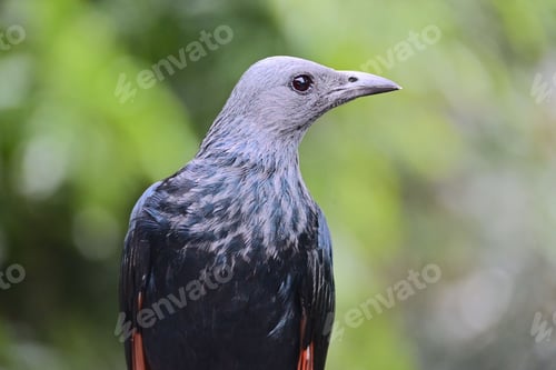 Preview: Close-up of a bird with glossy feathers.