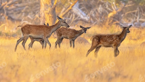 Preview: Group red deer resting in natural habitat on Veluwe