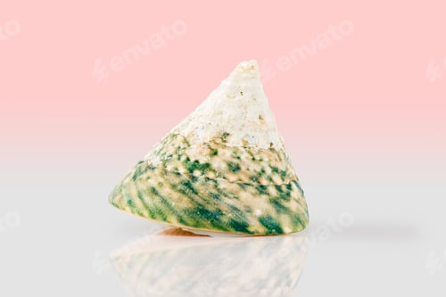Preview: Turban Snail Sea shell on pink gradient background