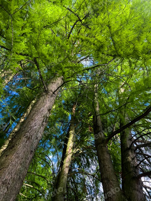 Preview: Beautiful green forest in summer