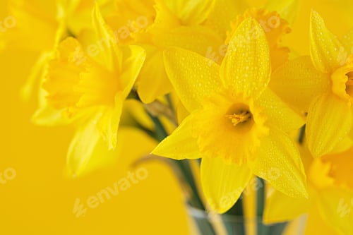 Preview: Daffodils flowers standing in a transparent vase against yellow wall
