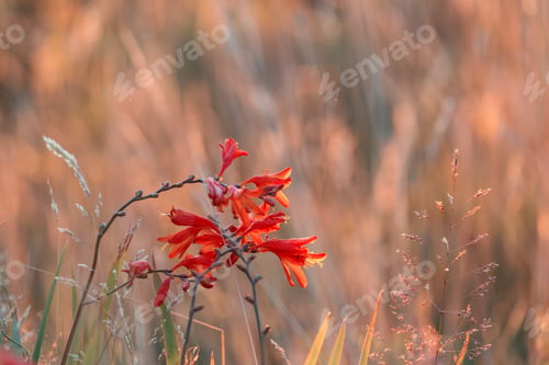 Preview: Wild flowers