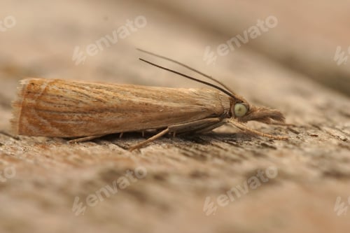 Preview: Detailed closeup on the European grass veneer moth, Chrysoteuchia culmella