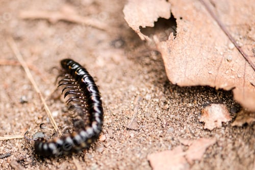 Preview: Close-up of a small black insect resting on a patch of dirt