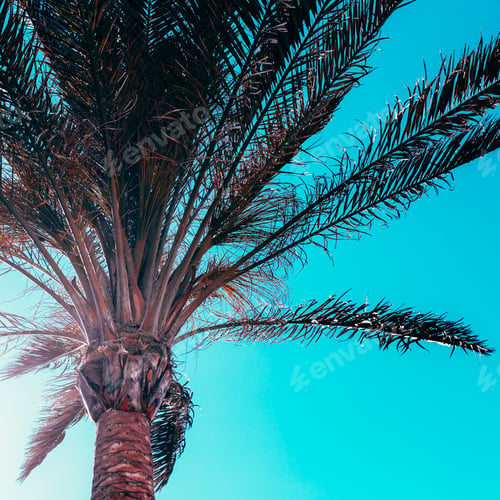 Preview: Palm background. Minimal