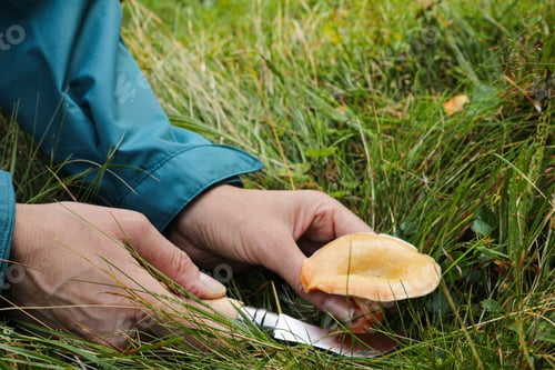 Preview: Woman with knife cutting wild mushroom in forest, closeup
