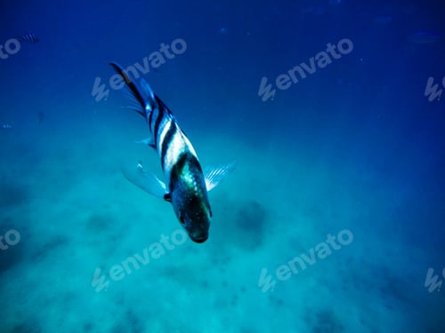 Preview: Lone fish in the sea