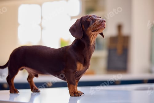 Preview: Pet Dachshund Dog Standing On Counter In Kitchen At Home