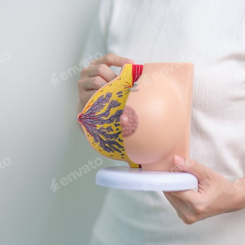Preview: Woman holding Breast Anatomy model. Breast Augmentation Surgery, October Breast Cancer Awareness