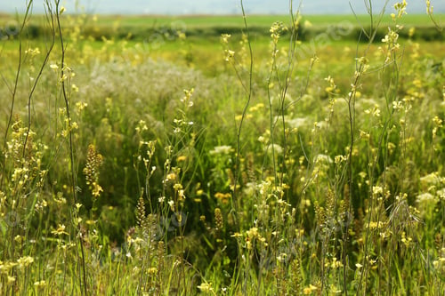 Preview: Beautiful flowers growing in meadow on sunny day