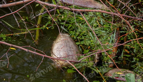 Preview: Dead fish in the lake. Selective focus