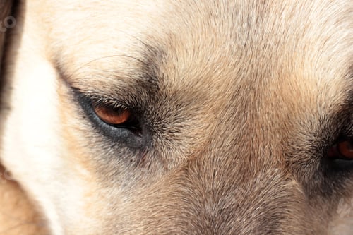 Preview: Anatolian Shepherd dog