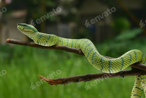 Preview: Viper Snake