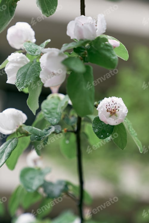 Preview: Branches of blooming white quince flowers with raindrops