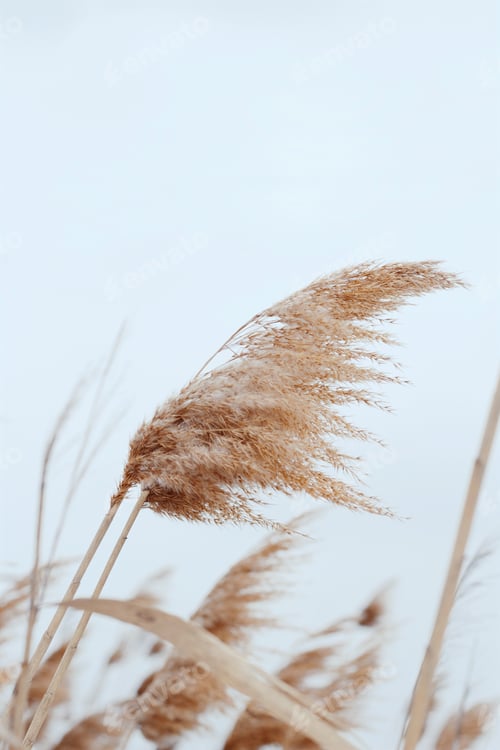 Preview: Branches of dry reed pampas grass. Natural background. Pastel neutral colours. Earth tones