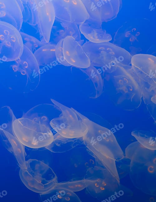 Preview: The ghostly translucent moon jelly fish at Monterey Bay Aqarium.