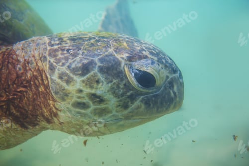 Preview: Turtle