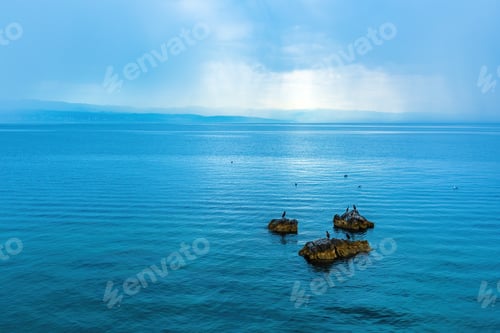 Preview: Cormorants and seagulls resting at the sea close to the shoreline