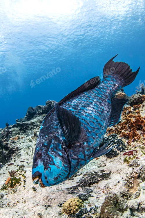 Vista previa: Midnight blue parrotfish, Cozumel, Quintana Roo, Mexico