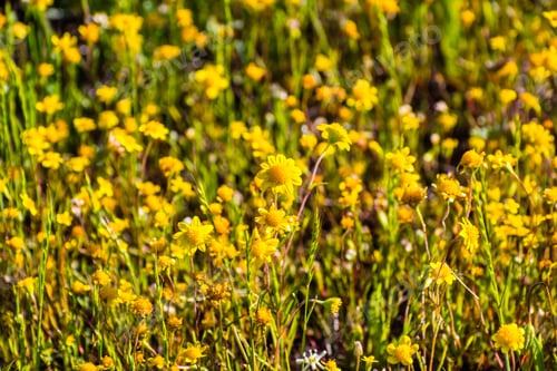 Preview: Goldfields blooming on meadows, view from above, south San Francisco bay area, San Jose, California