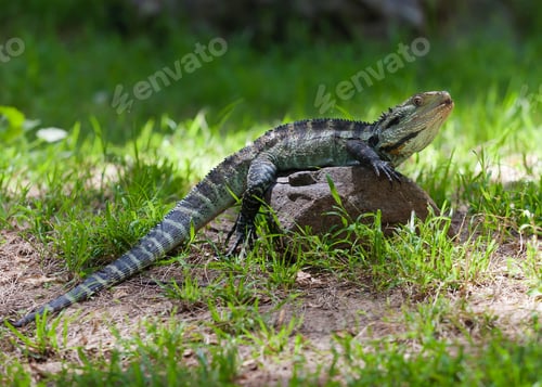 Preview: Australian water dragon