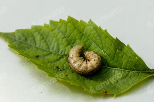 Preview: Winter pest insect pest Agrotis segetum