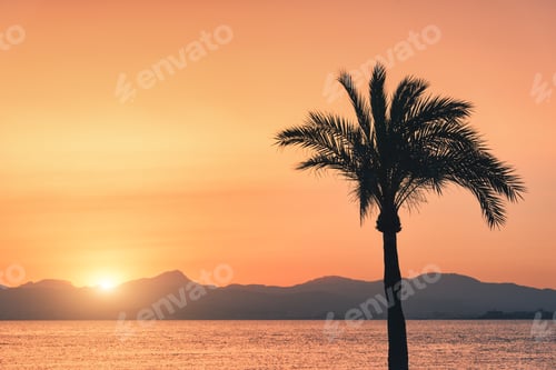 Preview: Silhouettes of palm trees against colorful sky at sunset
