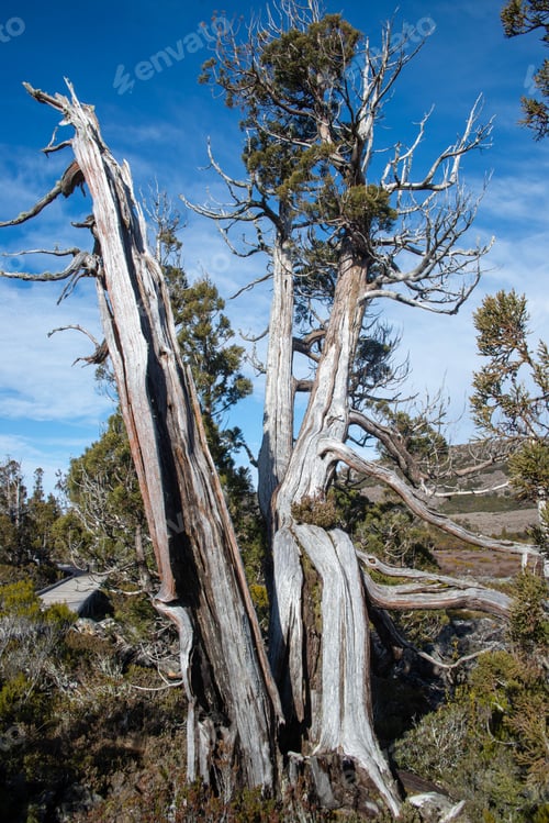 Preview: Vertical shot of a Pinus albicaulis (whitebark pine) on a sunny day