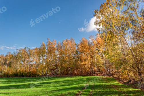 Preview: Colorful forest in the autumn and green field, Poland