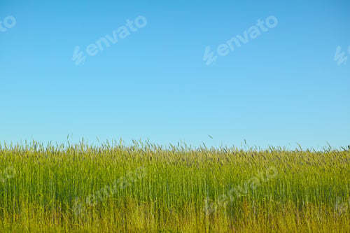 Preview: Springtime in the countryside