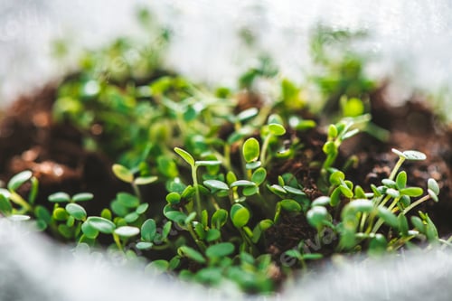 Preview: seedlings in biodegradable pots. Green plants in peat pots and agricultural tools