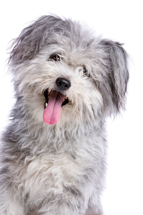 Preview: dog