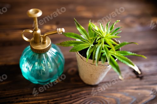 Preview: Hemp in a pot near a vintage spray bottle