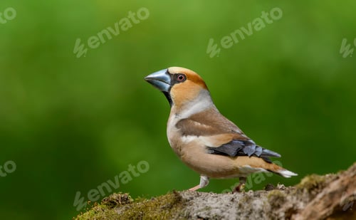 Preview: Hawfinch Sitting on a Branch.