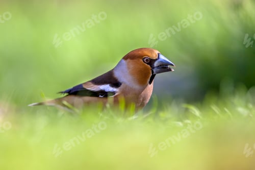 Preview: Hawfinch in a lawn