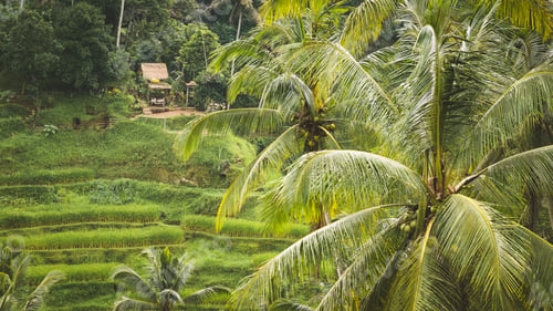 Preview: Amazing Tegalalang Rice Terrace Fields and some Palm Trees Around, Ubud, Bali, Indonesia