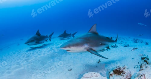 Preview: Bullsharks, Playa del Carmen, Mexico