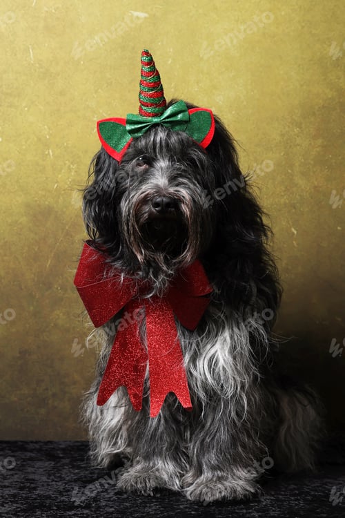 Preview: Dutch Sheepdog (Schapendoes) in Christmas outfit