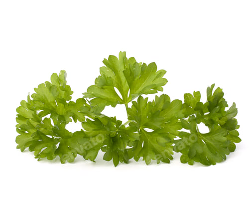 Preview: Bright Green Parsley Herb Isolated on White