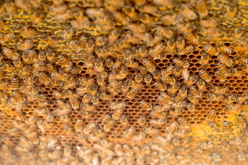 Preview: honeycomb full of bees closeup