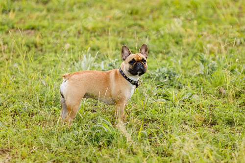 Preview: French bulldog running in a green field and playing with a stick