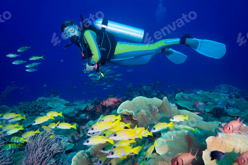 Preview: Oceania, Palau, Diver watching schoal of bluestripe snappers
