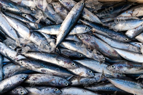 Preview: Sardine fish at the market