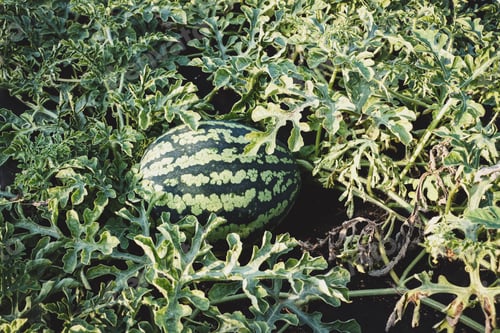 Preview: Watermelon plant growing in organic vegetable garden, ripening watermelon